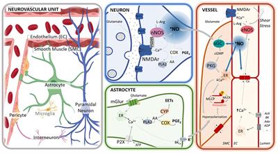 Nitric Oxide Pathways in Neurovascular Coupling Under Normal and Stress Conditions in the Brain: Strategies to Rescue Aberrant Coupling and Improve Cerebral Blood Flow